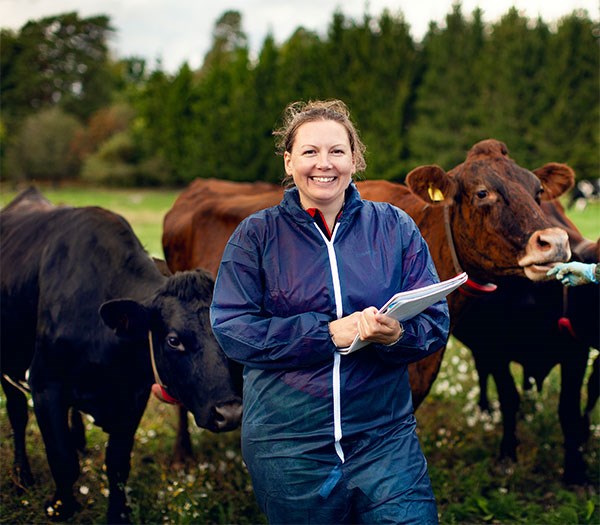 Forskaren Lisa Ekman bland kossor på en mjölkgård
