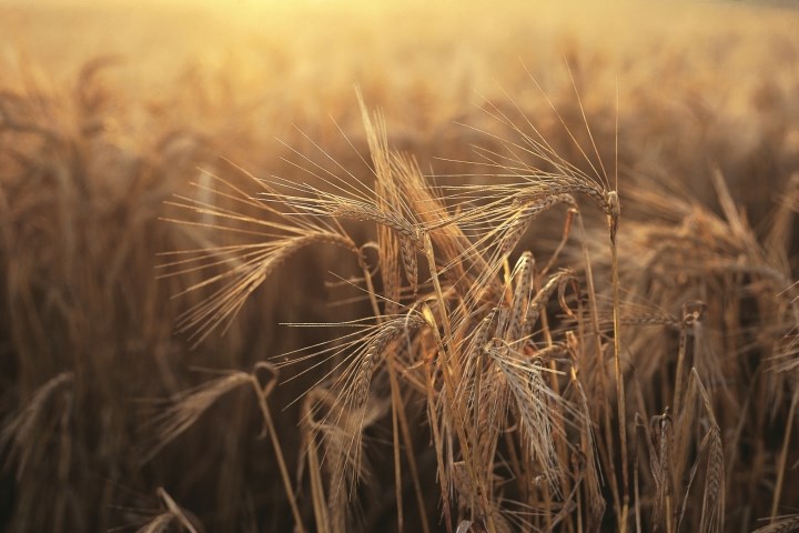 Cornfield - link to Ecosystem ecology