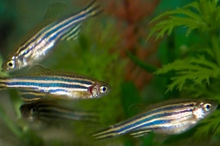 Logotype MAT Logotype MAT