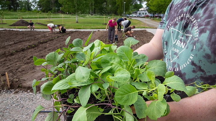 En student håller i grödor. Odlingsträdgården syns i bakgrunden.