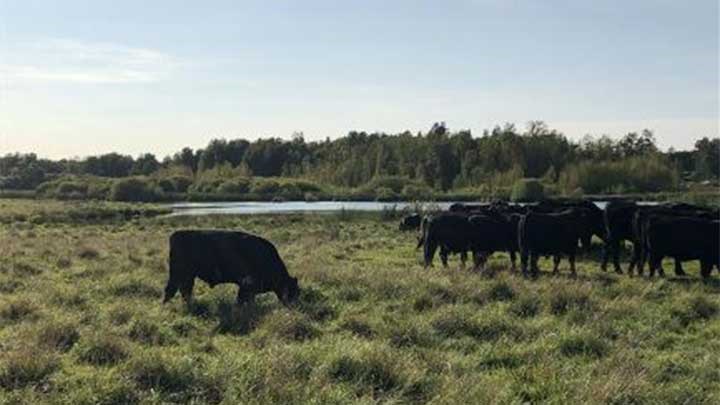 Betesdjur framför en sjö. Blå himmel och grönt gräs.