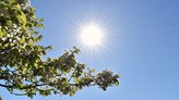 Foto på en trädgren med utslagna körsbärsblommor mot en klarblå himmel med en strålande sol.