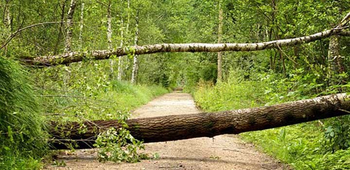 Tree blocking the road