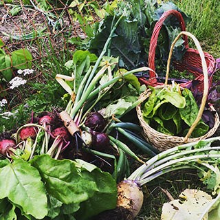 Elin's ecological vegetables